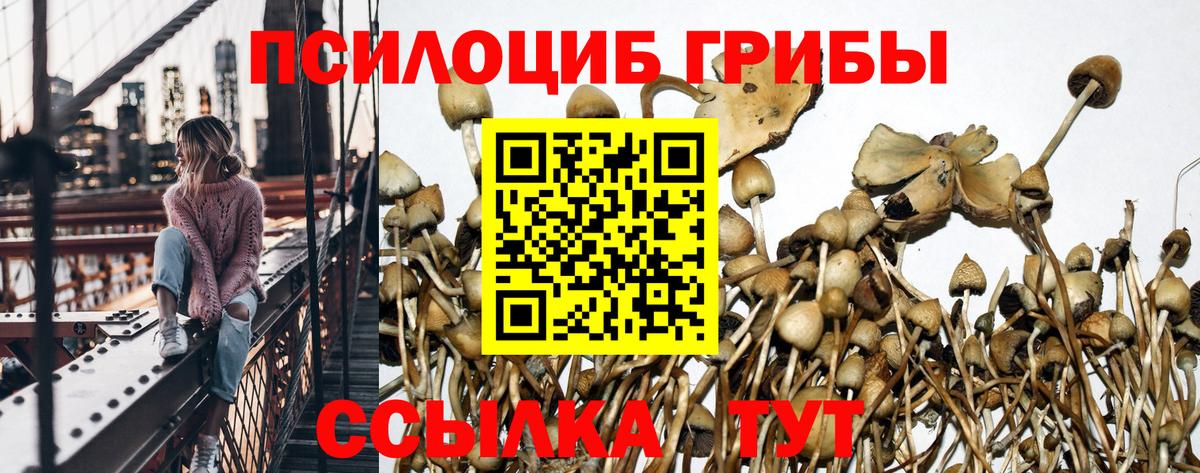 Галлюциногенные грибы мицелий  Псилоцибиновые грибы Psilocybe  Вход с VPN  Бердск 